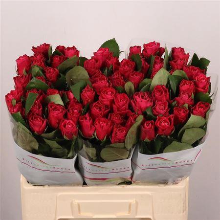 <h4>R Gr Movie Star</h4>