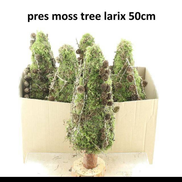 <h4>MOSSEN OV H%</h4>