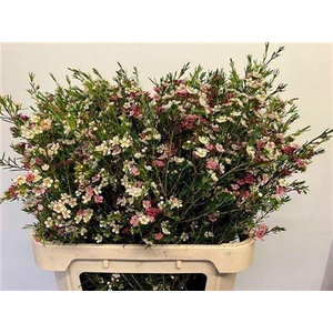 Chamelaucium My Sweet 16