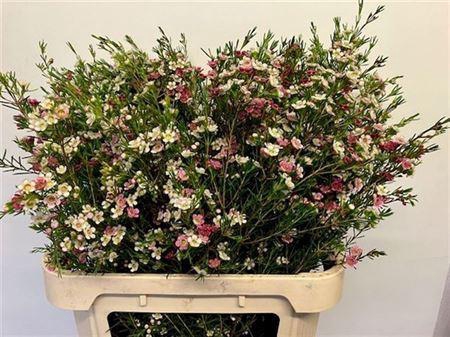 <h4>Chamelaucium My Sweet 16</h4>