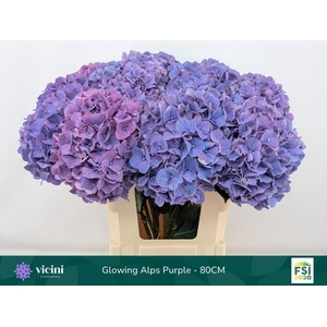 Hydrangea glowing alps purple