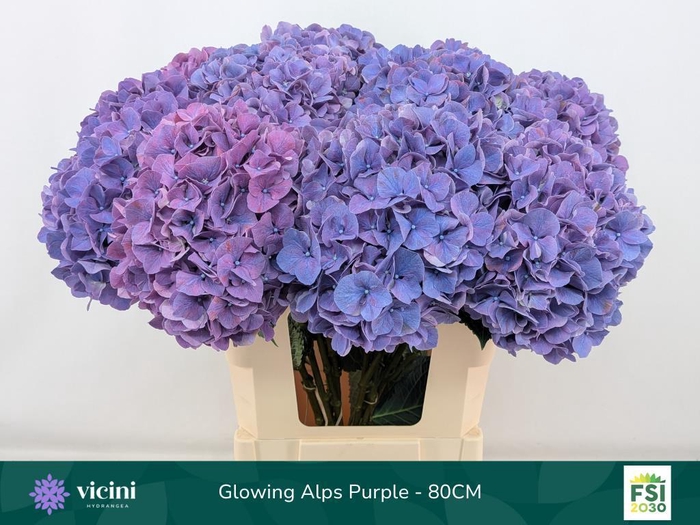 <h4>Hydrangea glowing alps purple</h4>