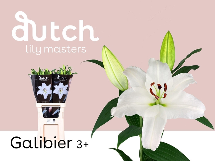 <h4>LI OT GALIBIER 3+</h4>