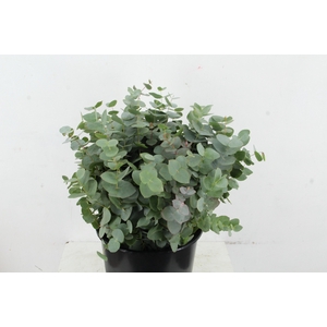 EUC CINEREA 150GR SHORT