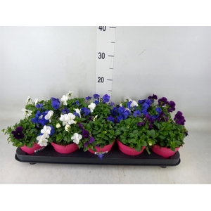 Viola corn. 'Evo Mini MM Oslo'