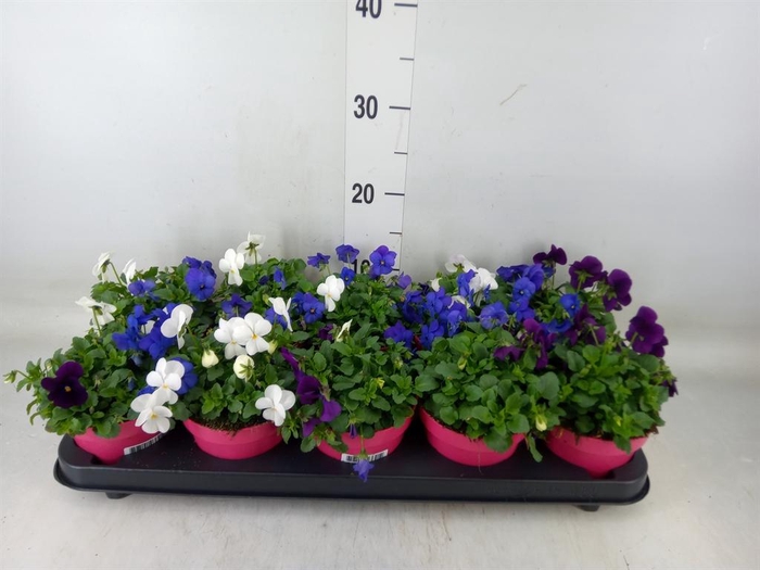 <h4>Viola corn. 'Evo Mini MM Oslo'</h4>