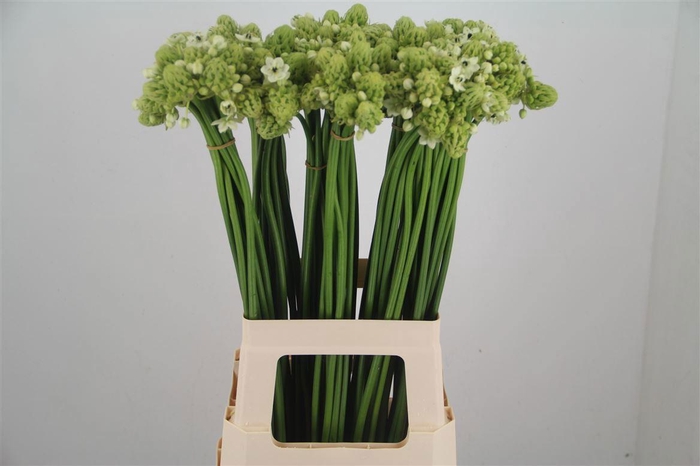 <h4>ORNIT SAUNDERSIAE</h4>