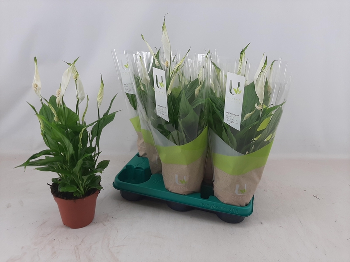 <h4>SPATH TORELLI</h4>