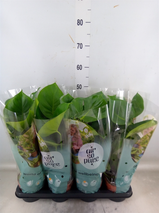 <h4>Monstera delic.</h4>