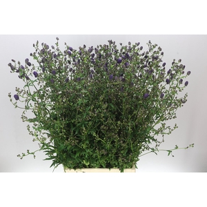 Aconitum X Cam Spark's Variety