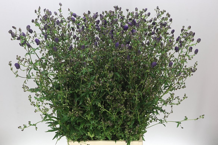 <h4>Aconitum X Cam Spark's Variety</h4>