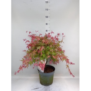 Acer palmatum 'Beni-Maiko'