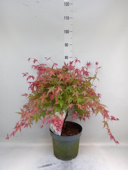 Acer palmatum 'Beni-Maiko'