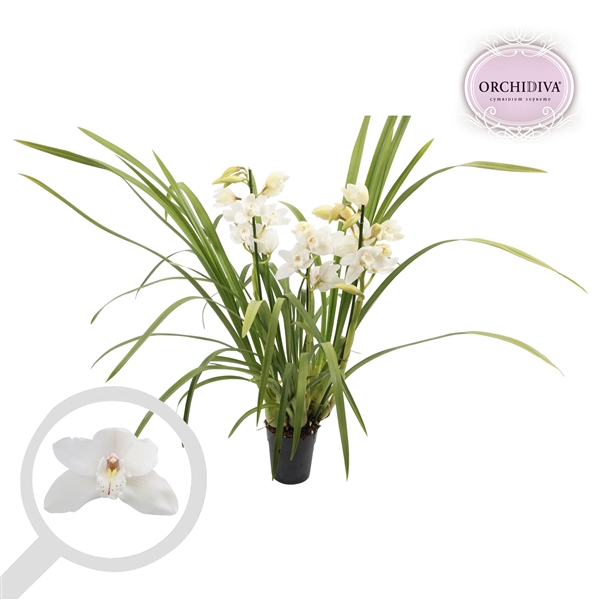 <h4>Cymbidium wit 3-4 tak</h4>