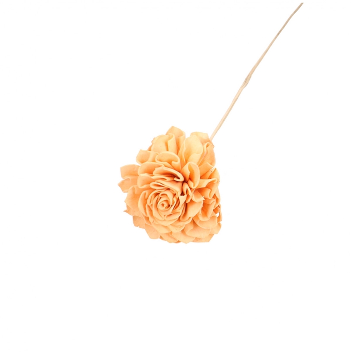 <h4>Bijsteker 50cm Dahlia 10cm</h4>