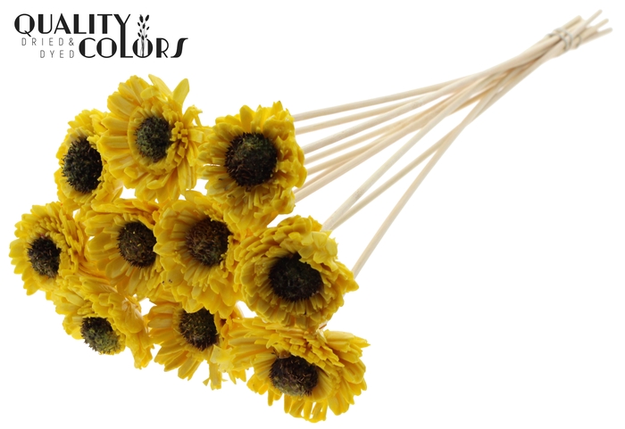 Shola Daisy Sunflower 6cm on stem Wax Yellow