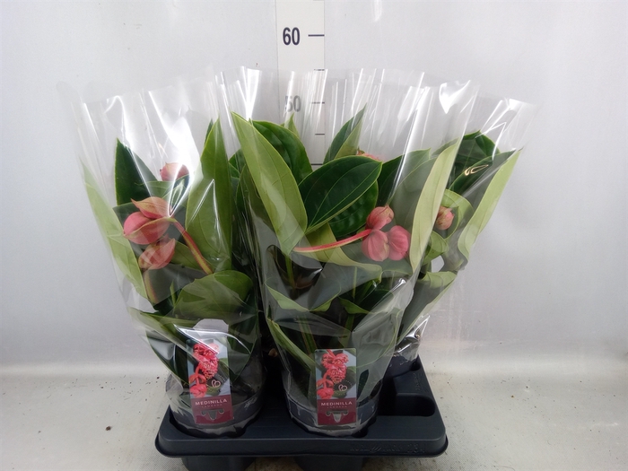 <h4>Medinilla magnifica 'Lambada'</h4>