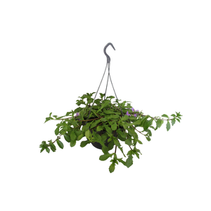 Hangpotten 23 cm Scaevola blue