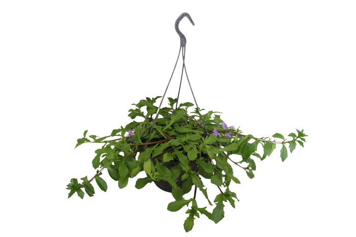 <h4>Hangpotten 23 cm Scaevola blue</h4>