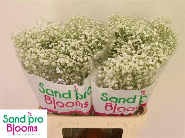 <h4>GYPS PA XLENCE</h4>