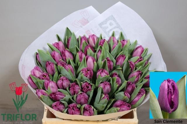 <h4>TU FR SAN CLEMENTE</h4>