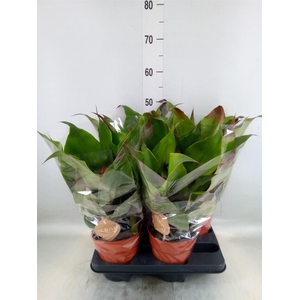 Aechmea tayoensis