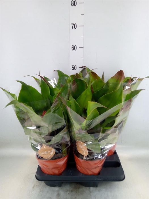 <h4>Aechmea tayoensis</h4>