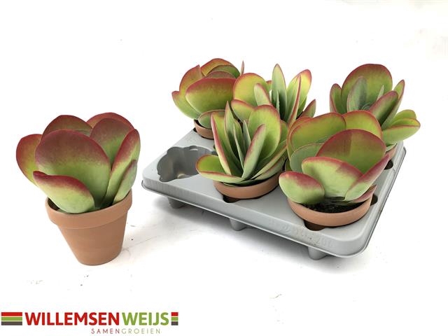 Kalanchoe thyrsiflora red lips 11Ø 17cm