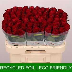 Rosa large madam red