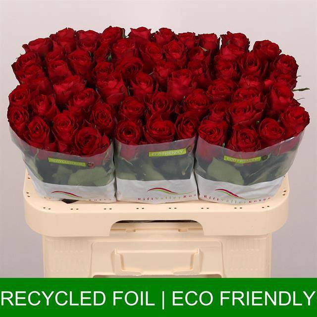 <h4>Rosa large madam red</h4>