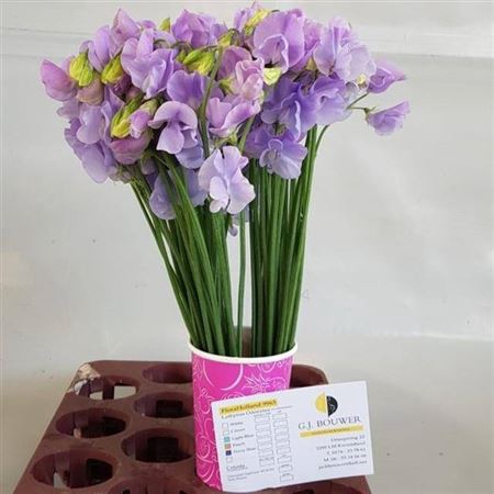 <h4>Lathyr Wi Suns Laven</h4>