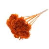 Shola Zinia Ø8cm on stem Orange