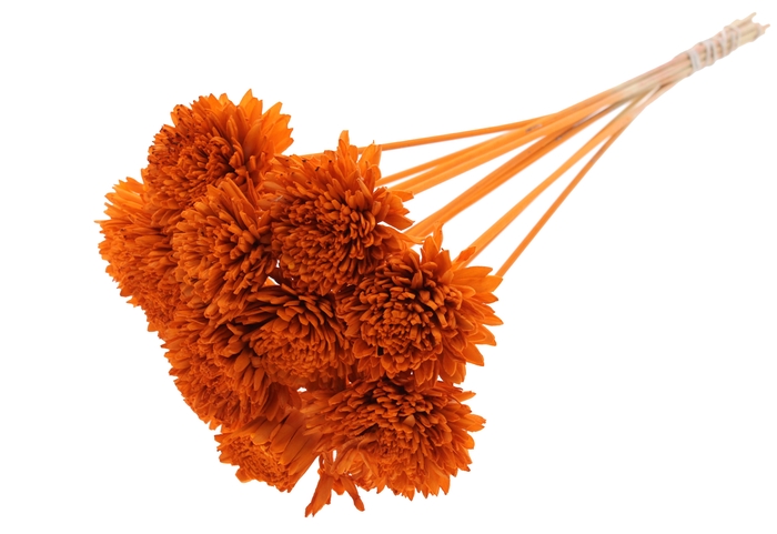 Shola Zinia Ø8cm on stem Orange