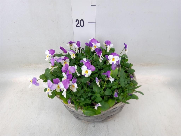 <h4>Viola corn.   ...</h4>