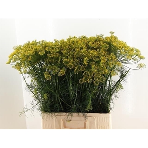 Anet Graveolens