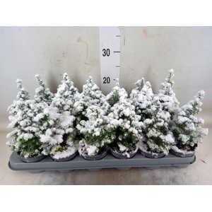 Chamaecyparis thyo. 'Top Point'