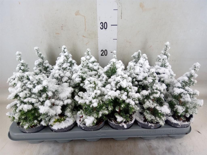 <h4>Chamaecyparis thyo. 'Top Point'</h4>