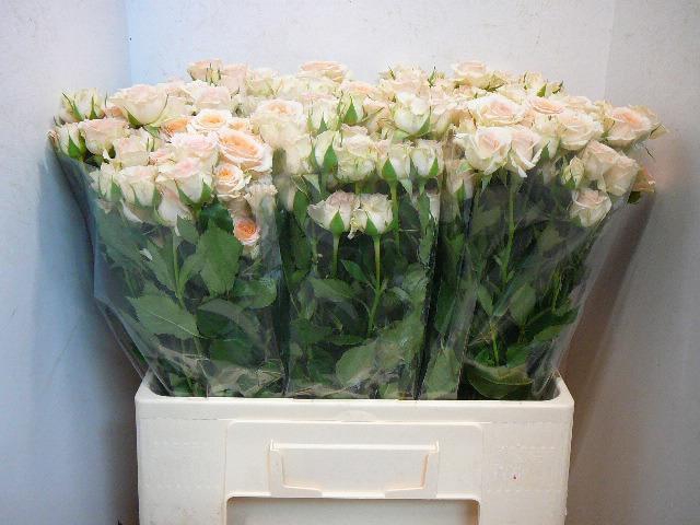 <h4>R TR ROSANELLA</h4>