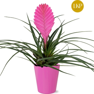 Tillandsia Vincent Roze Coco