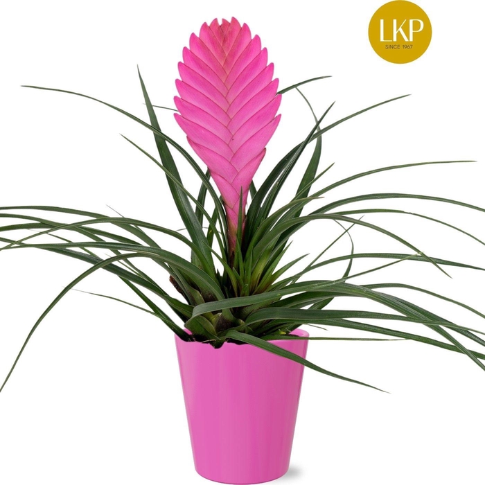 <h4>Tillandsia Vincent Roze Coco</h4>