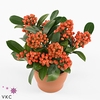 Skimmia jap. 'Temptation'