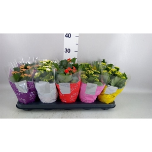 Kalanchoe blos. 'Perfecta'  ..mix 5