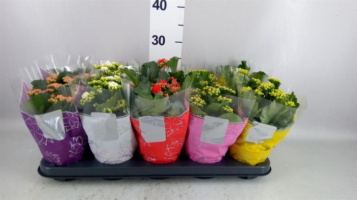 <h4>Kalanchoe blos. 'Perfecta'  ..mix 5</h4>