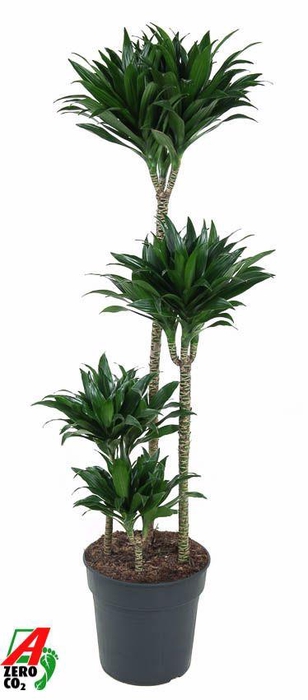 <h4>Dra Fr Compacta</h4>