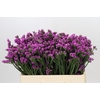 Limonium sinuatum Rosa Sun Birds