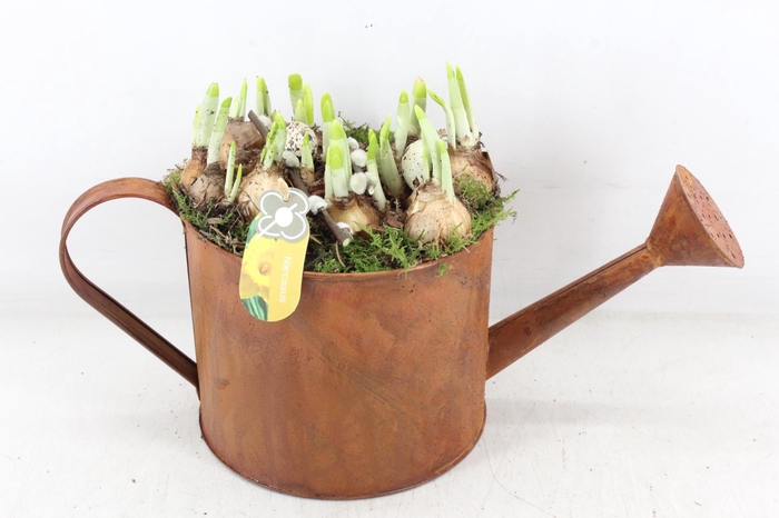 <h4>arr4 Narcis PL - Zink gieter roest</h4>