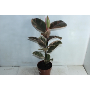 FICUS ELASTICA RUBY P17