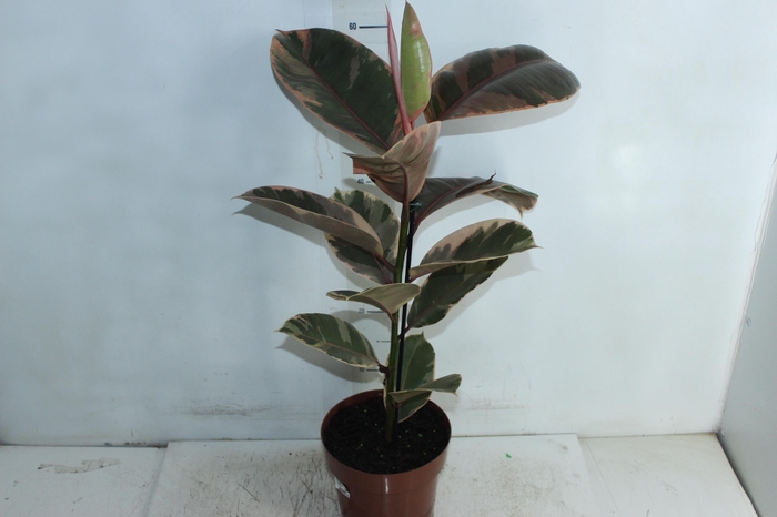 <h4>FICUS ELASTICA RUBY P17</h4>