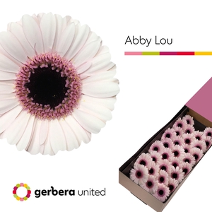 Germini Abby Lou Doos