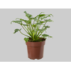 PHILODENDRON XANADU P17